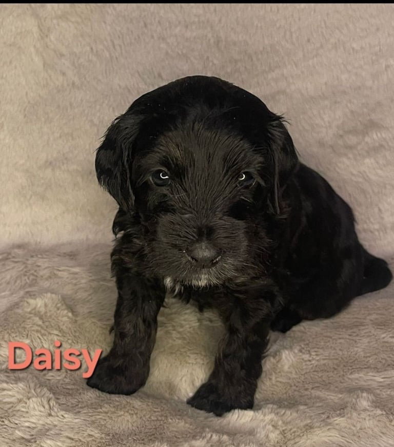 Adorable  F2 Cockapoo puppies