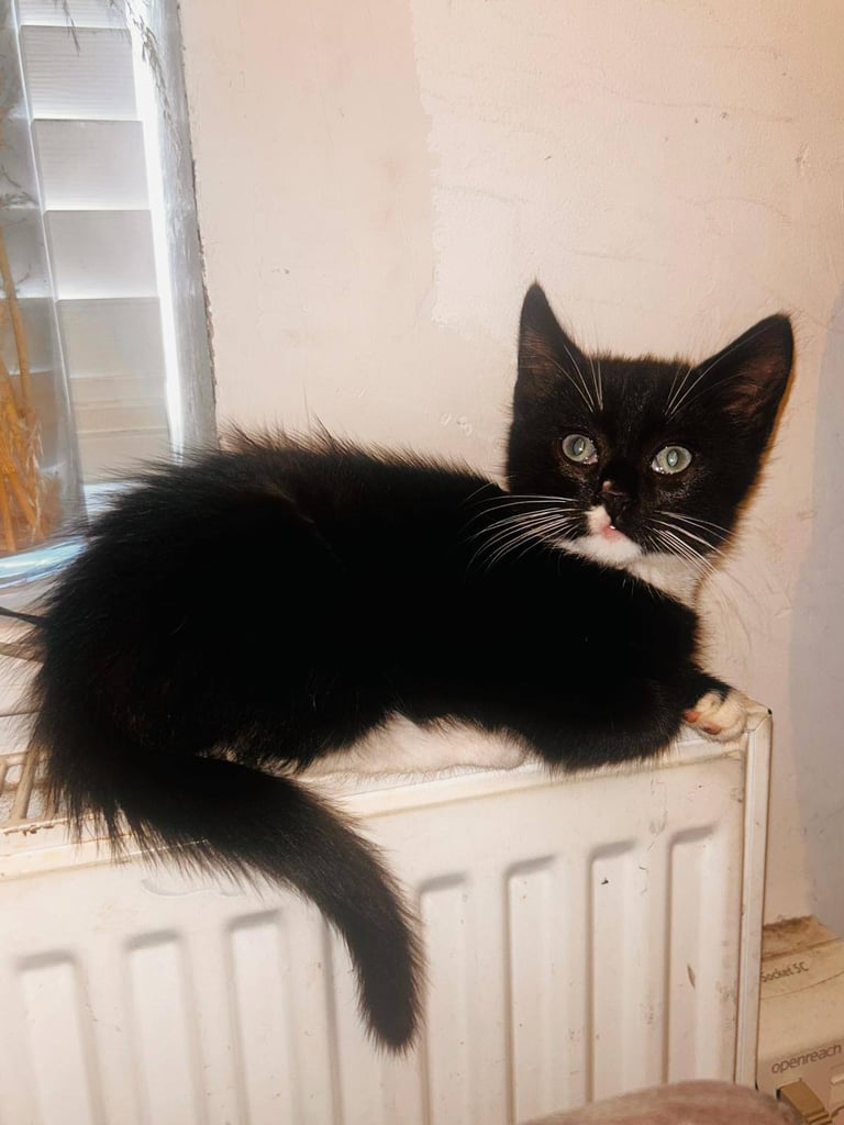 Kitten
