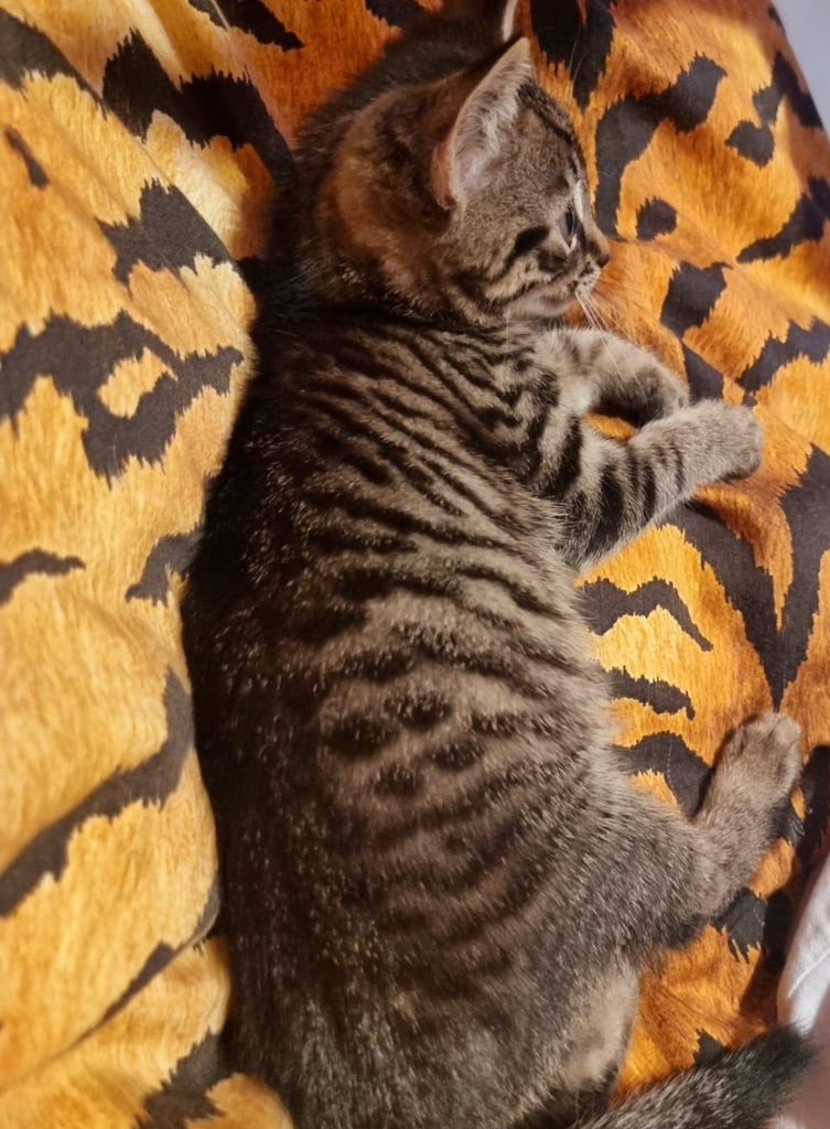 Beautiful tabby mixed bengal kitten for sale