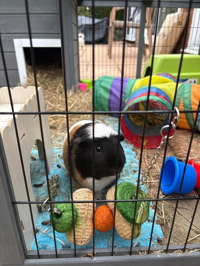 X2 bonded Guinea Pigs 