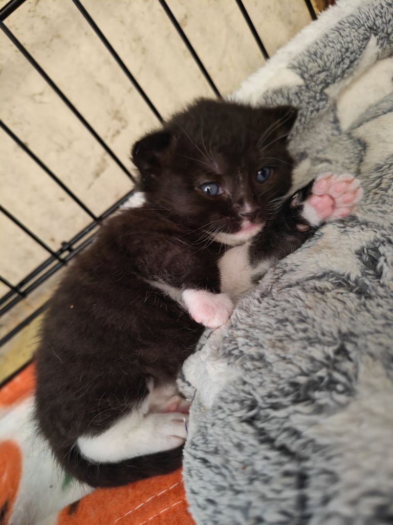 Kittens 