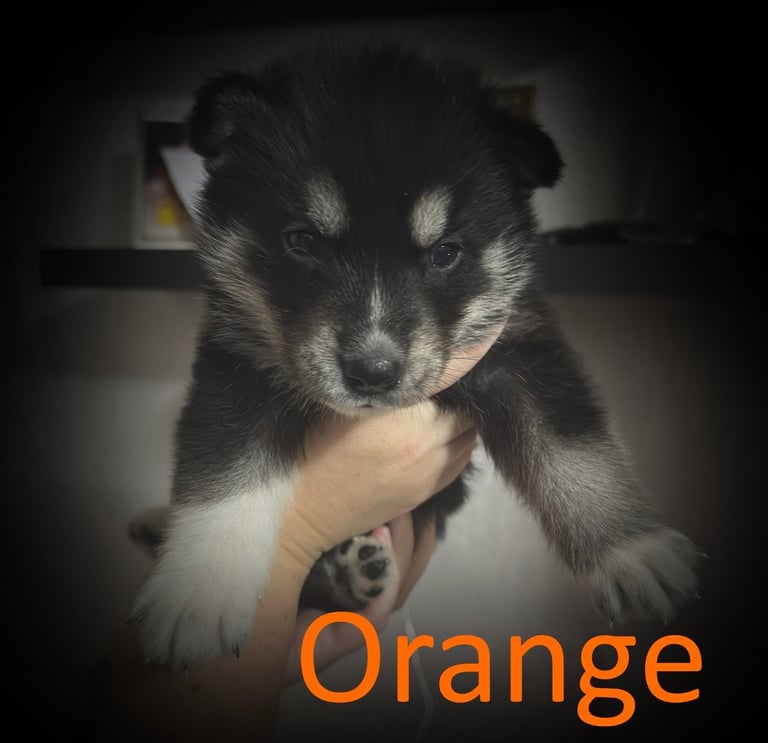 Siberian husky x white Swiss shepherd pups 