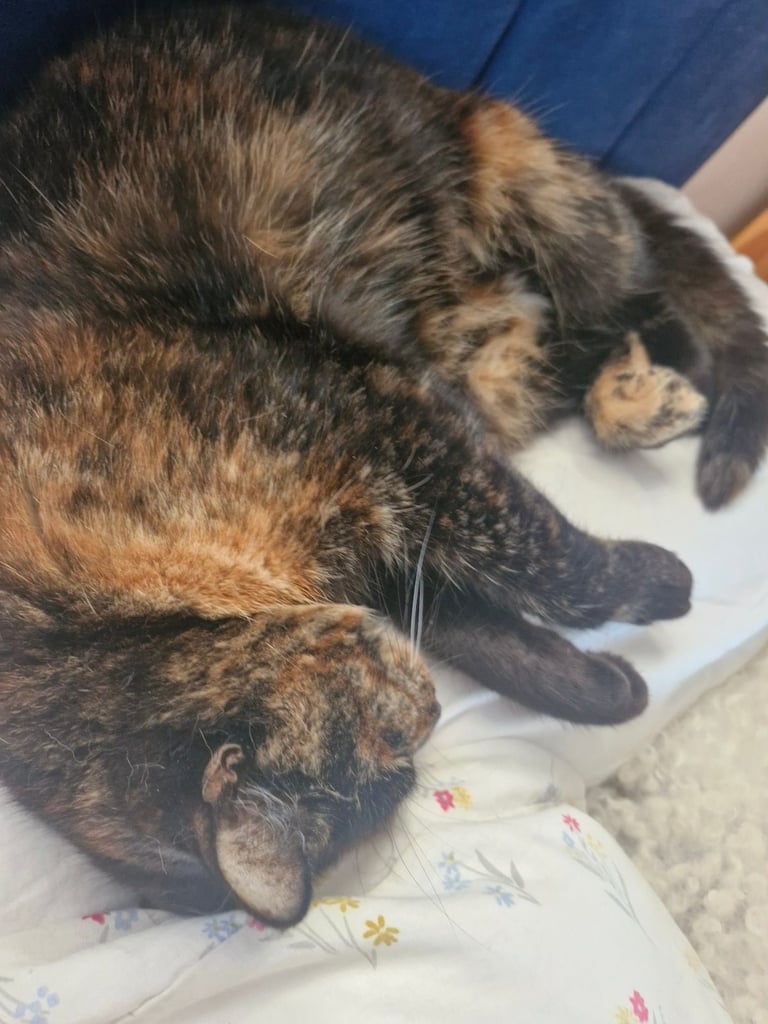 BEAUTIFUL TORTY SAGE 