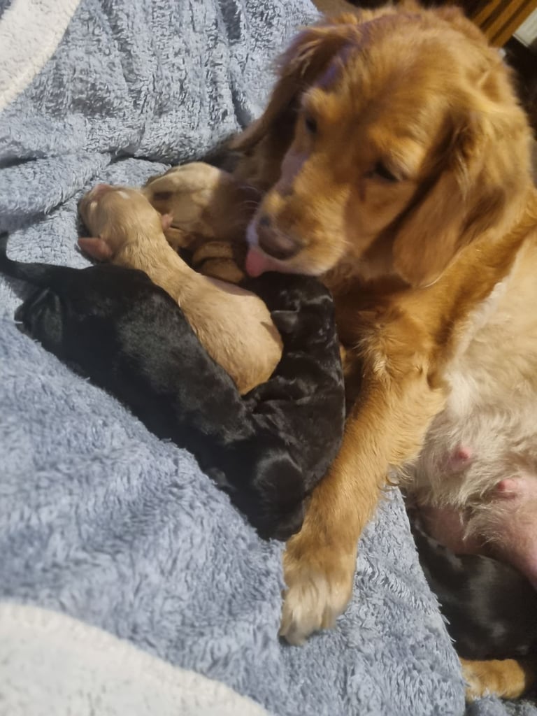 Cocker spaniel puppies 