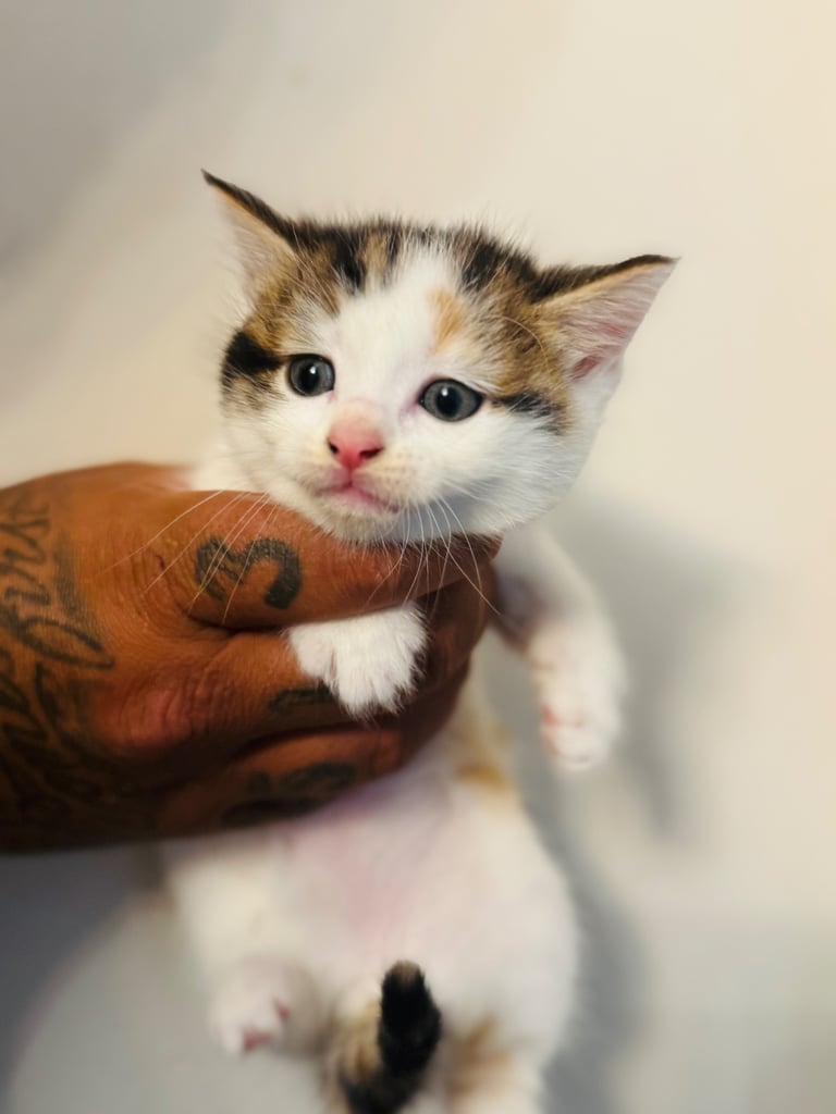 Rag doll cross kittens for sale 