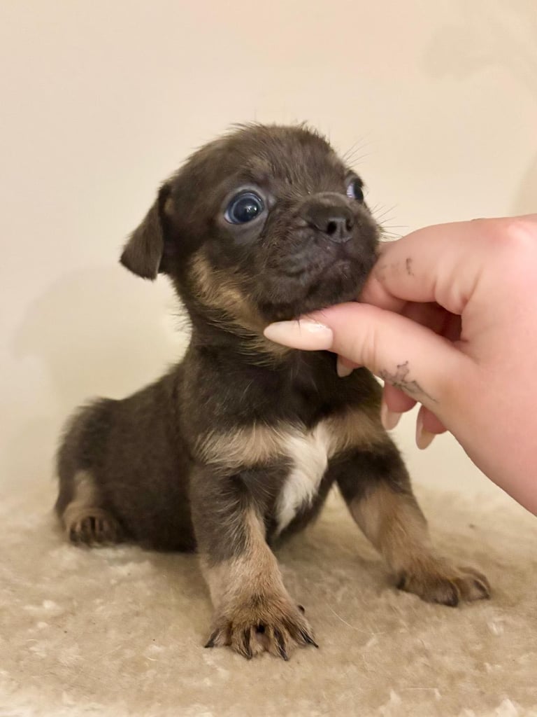  2 gorgeous puppies ready to leave 