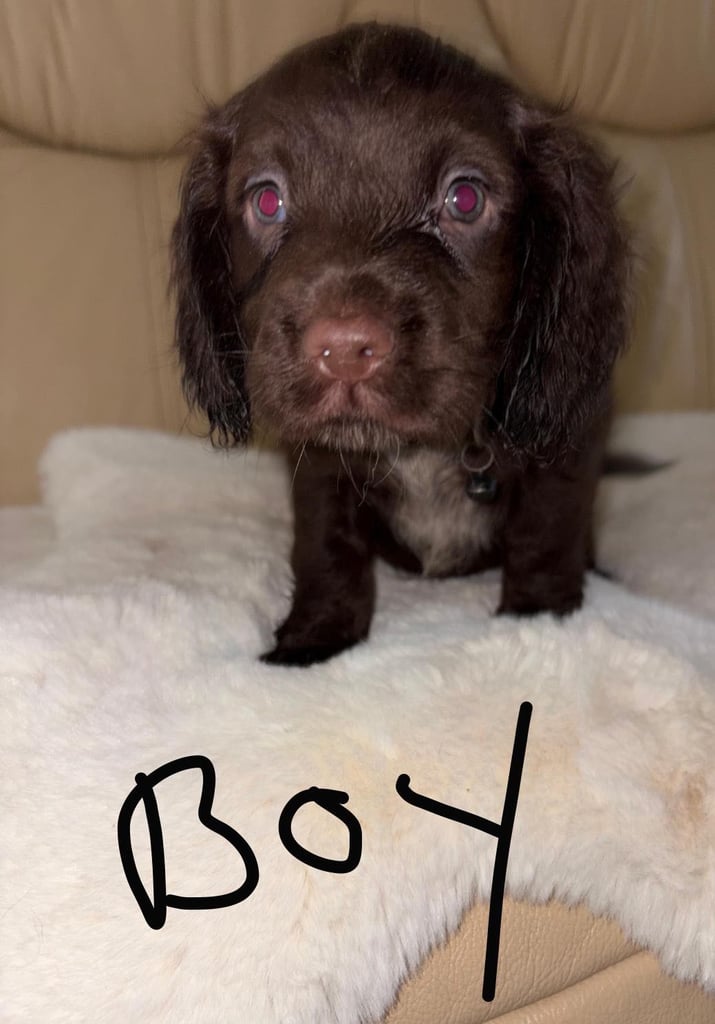 Cocker Spaniel Puppies