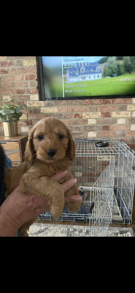 Cockapoo puppies 