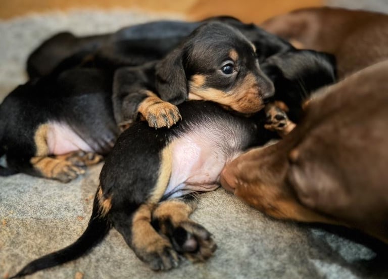 Miniature Dachshund Puppies   **Ready soon**