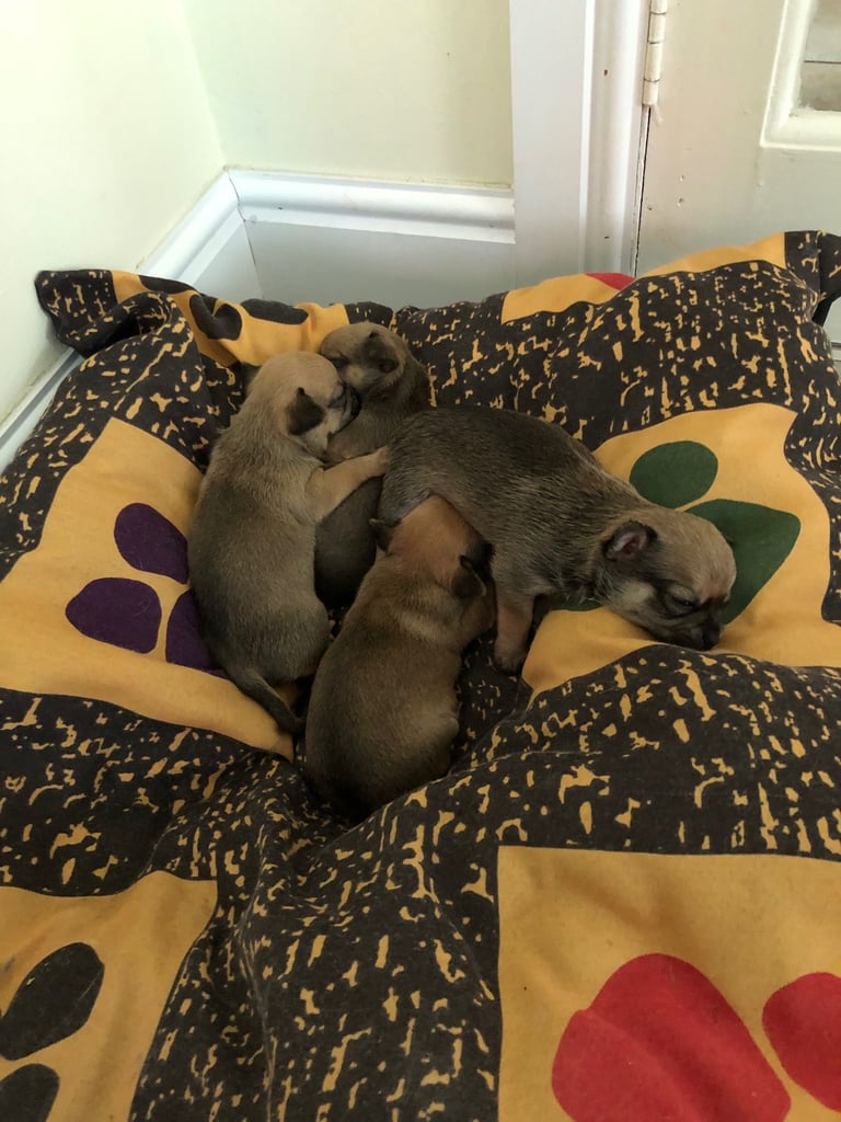 2 male chihuahuas 
