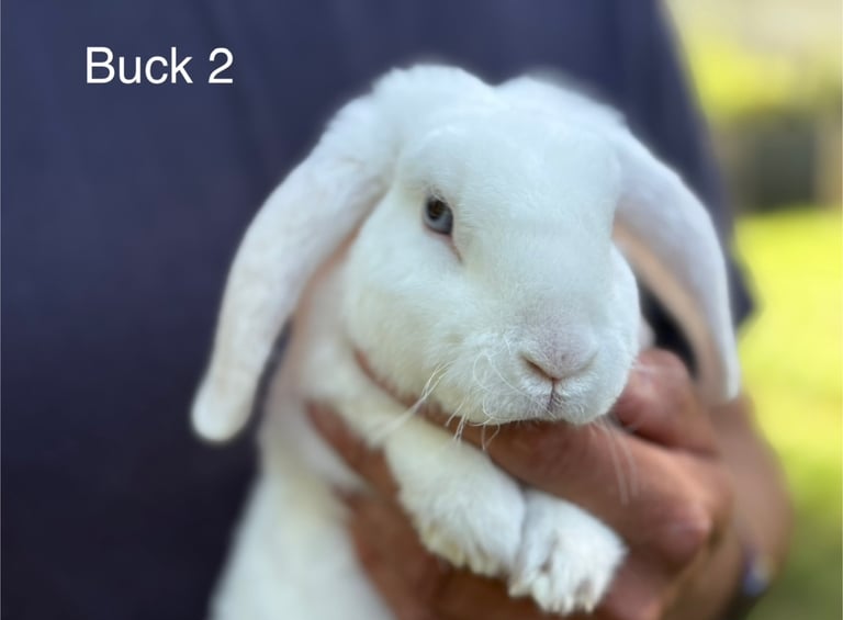 image for Mini Plush Lop Bunnies 