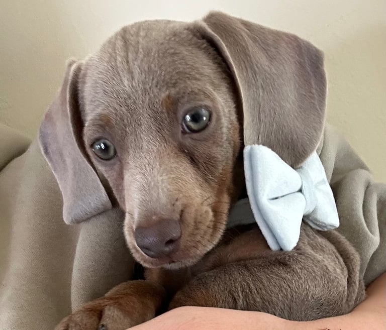 Male Miniature Dachshund Puppy