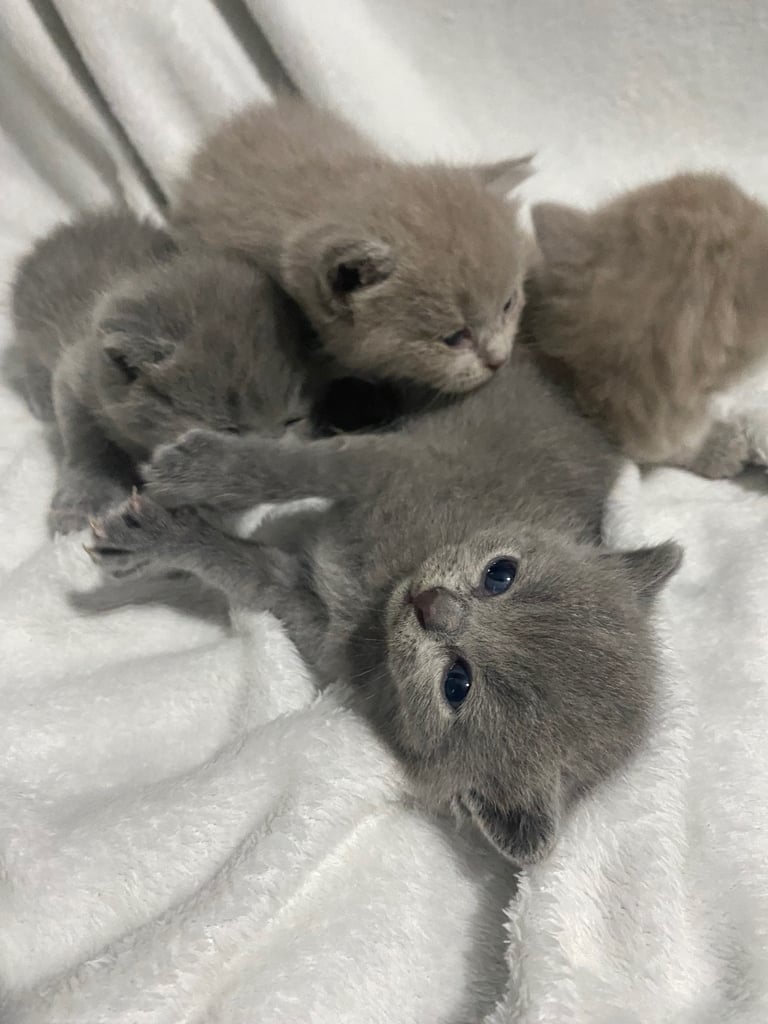 ✨Adorable British shorthair kittens ready to leave!✨