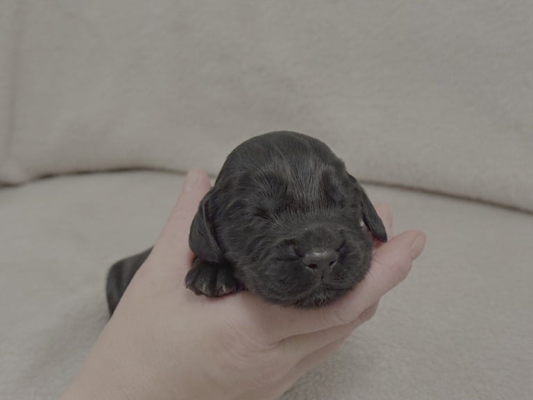 Cocker spaniel puppies for sale