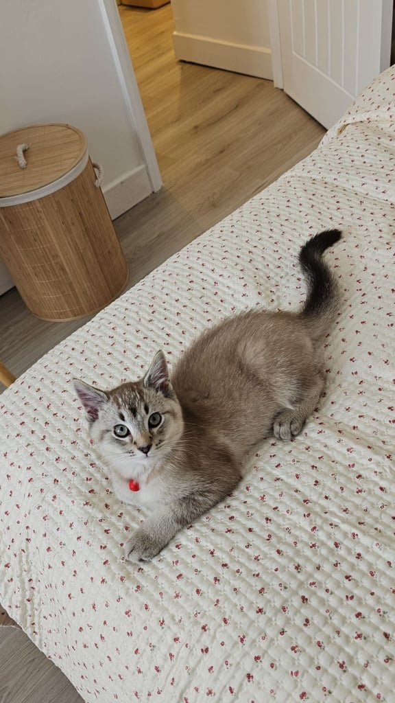 British short hair cat male 5 months 
