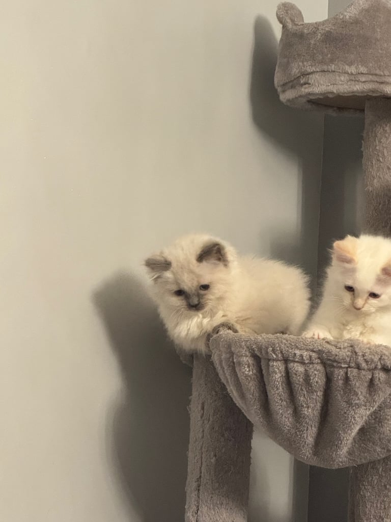 Ragdoll kittens 