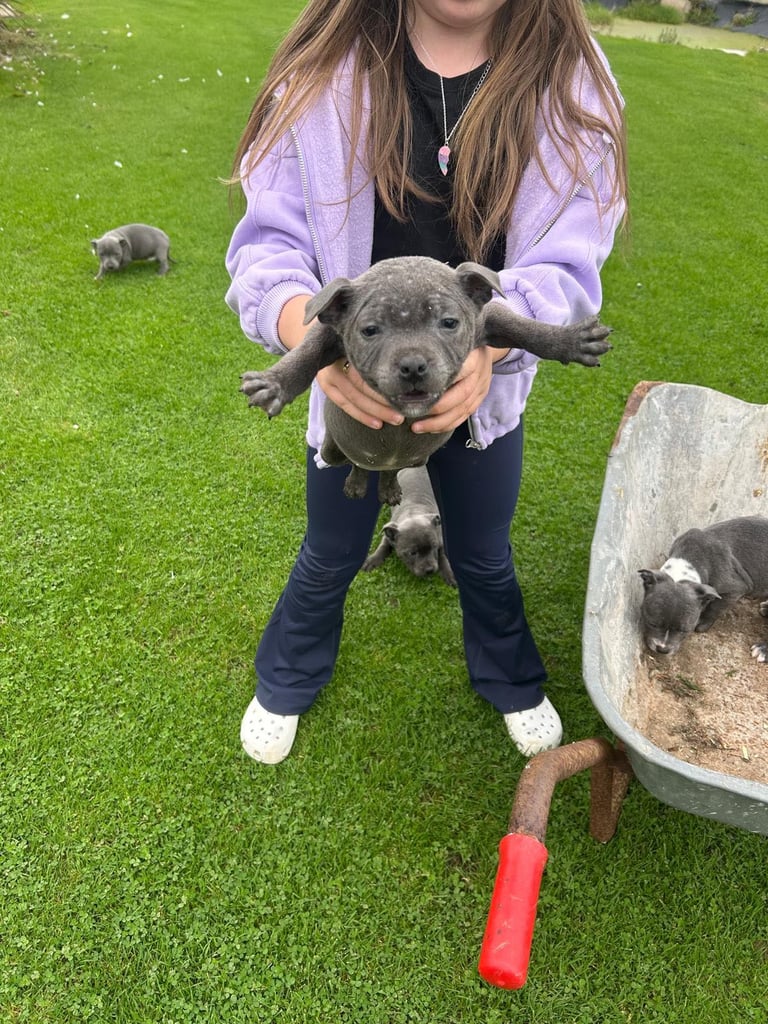 Blue Staffordshire Bull Terrier Puppies 