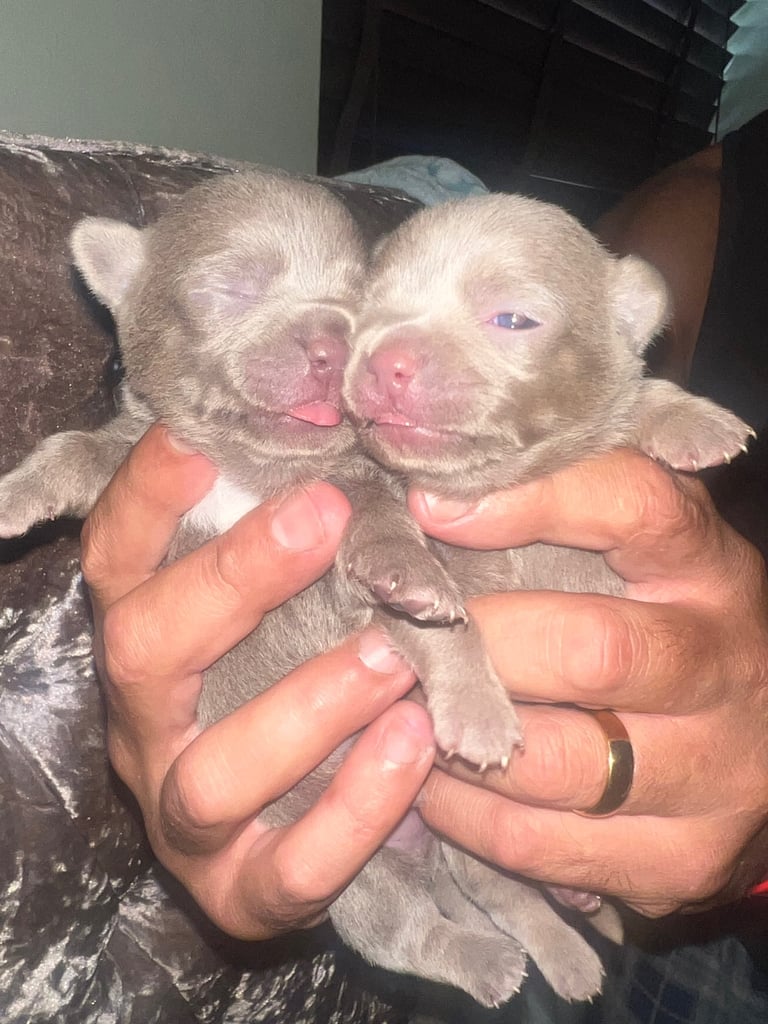 Chihuahua puppy’s 