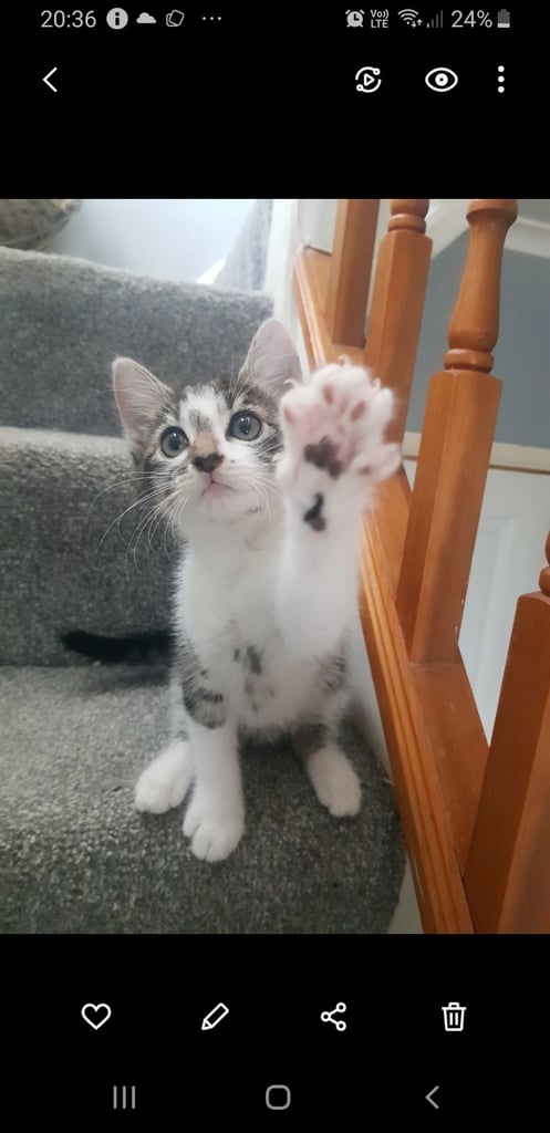 Ragdoll cross Turkish Angora kittens 