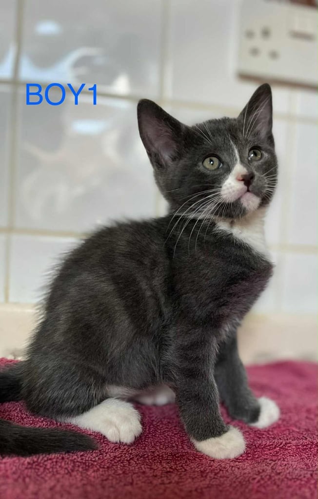 Wonderful kitten for sale 