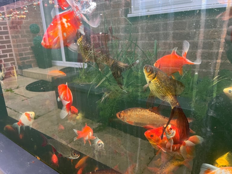 Goldfish & Rudd Job Lot £100, 100 Approx