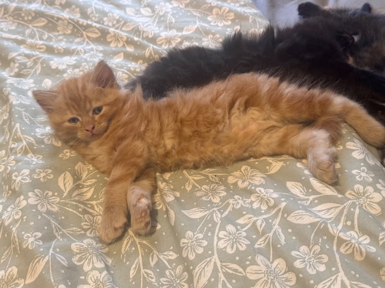 5 beautiful fluffy kittens (mum is half maine coon) 