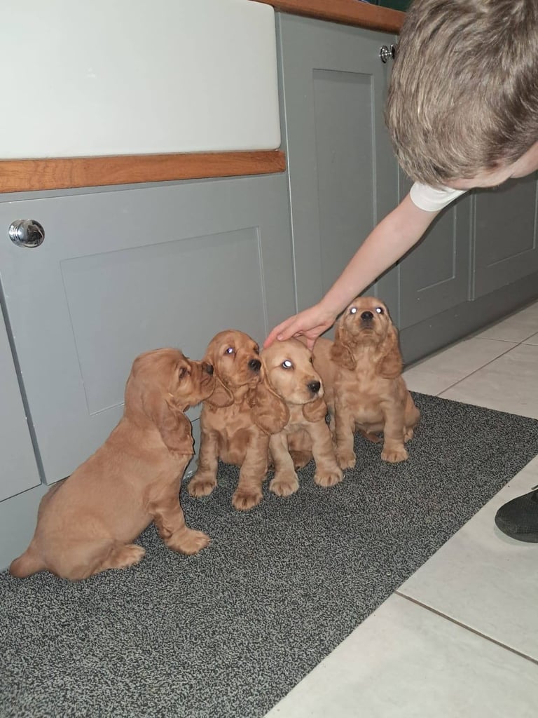 Cocker spaniel pups for sale