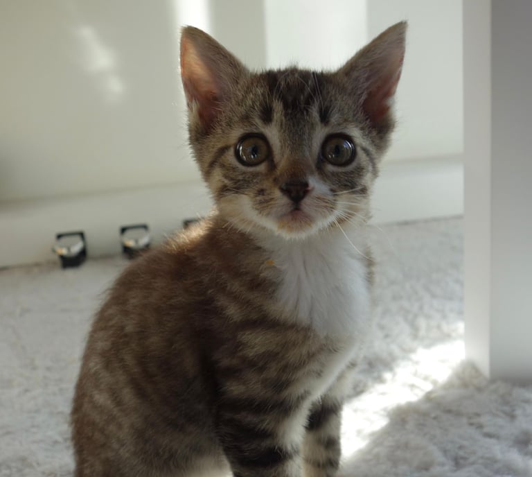 Ragdoll and Domestic Short Hair mix kitten female