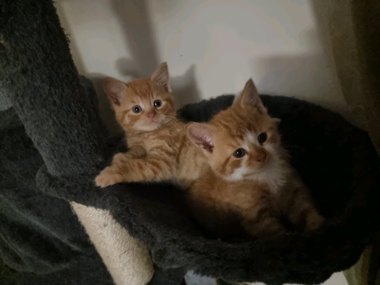Only 1 left. Male Ginger and white kittens 