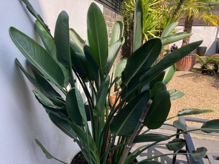 Large Strelitzia 'Bird of Paradise' potted plant.