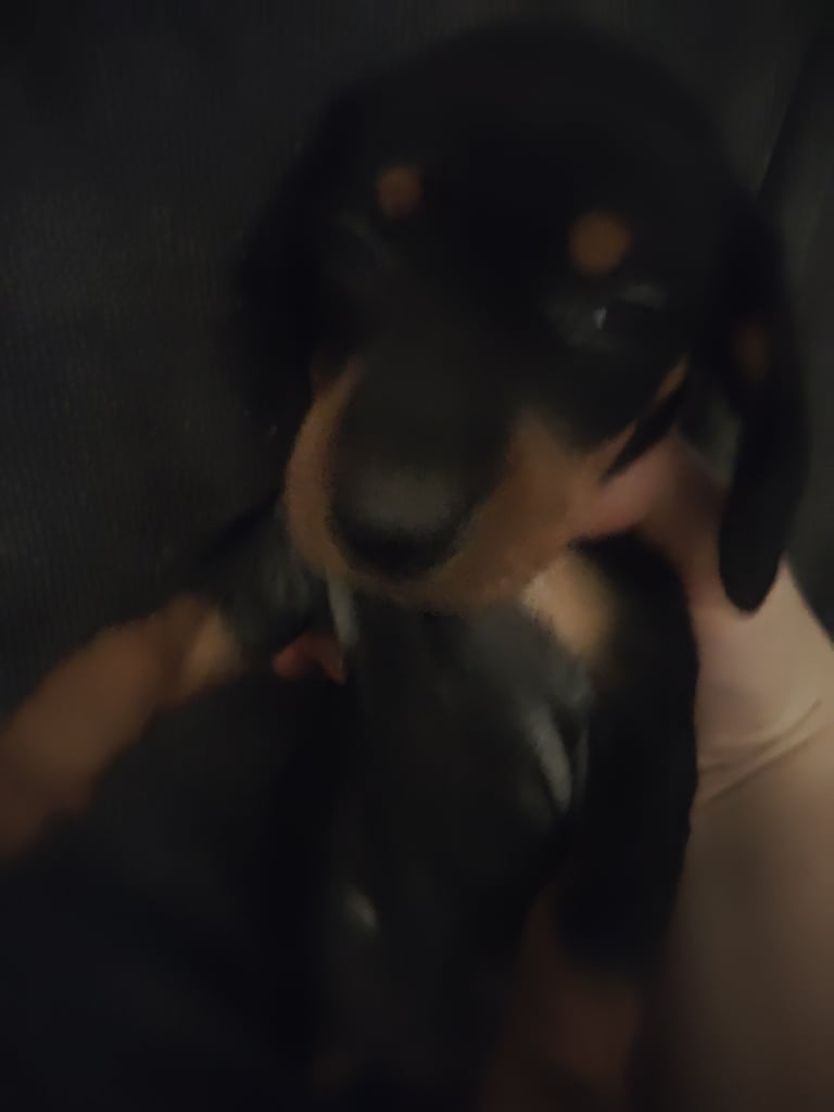 Miniature Dachshund puppies for sale 