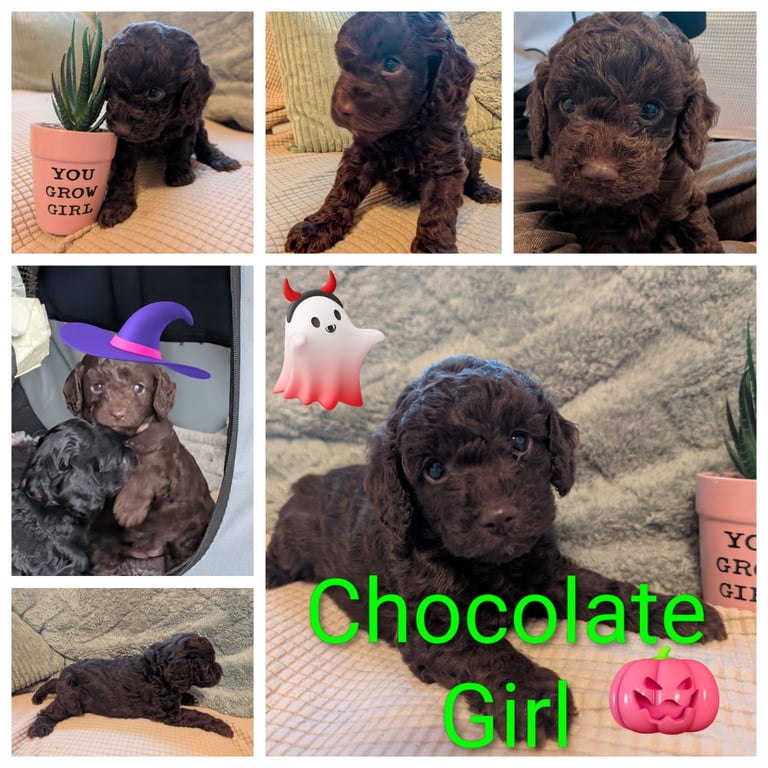 F2b cockapoo puppies Girls only