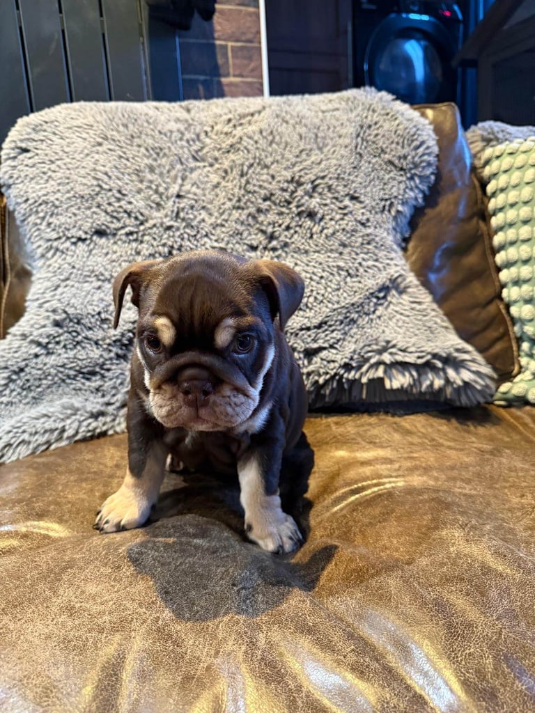 8 Week Old Female English Bulldog (Reduced due to Timewaster - READY NOW)