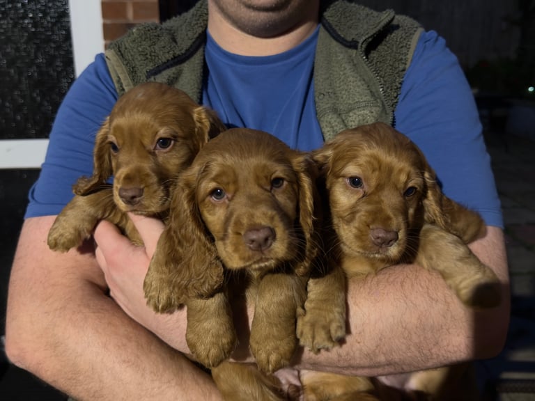 Beautiful KC Registered Cocker Puppies for Sale