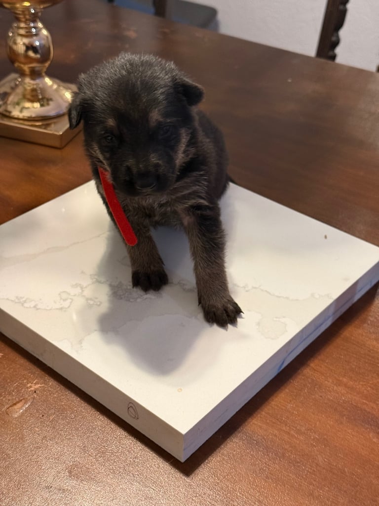 Lovely puppies shepherds for your family  