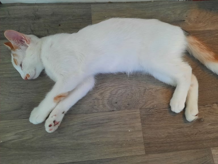 beautiful female kittens, white / tabby, looking for a new home