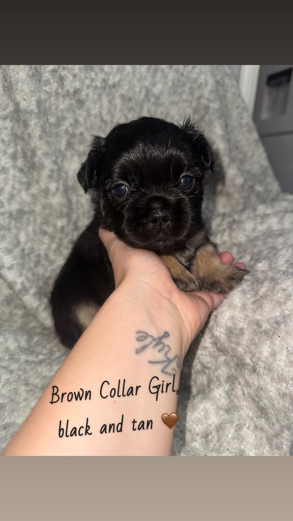 Visual Fluffy French Bulldog