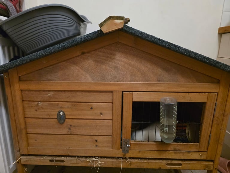 2 male guinea pigs and cage