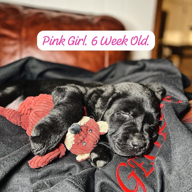 Labrador Retriever Puppies Available Now