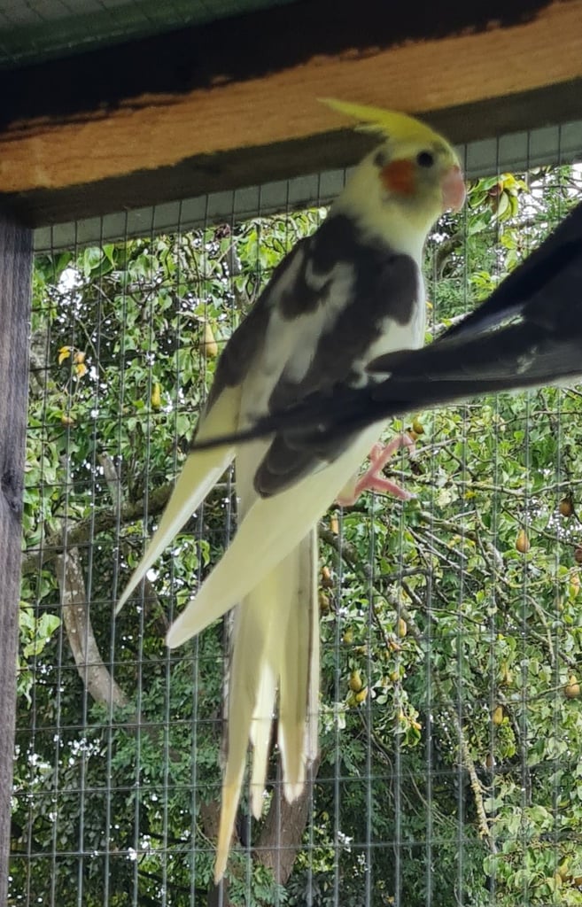 Baby cockatiels