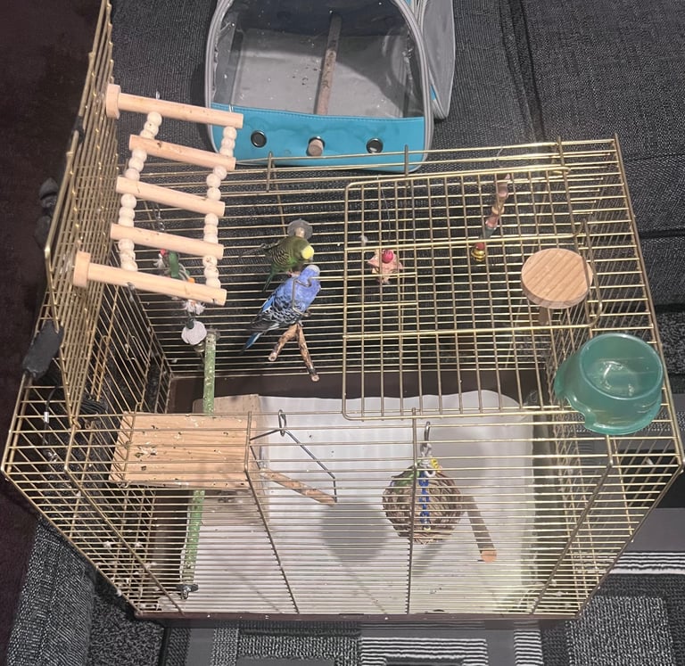 budgies for sale