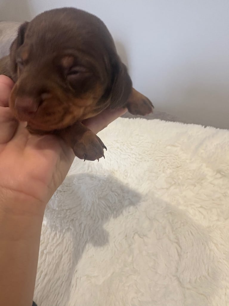 ONLY TWO LEFT ❤️❤️…….Beautiful litter of dachshund puppies 