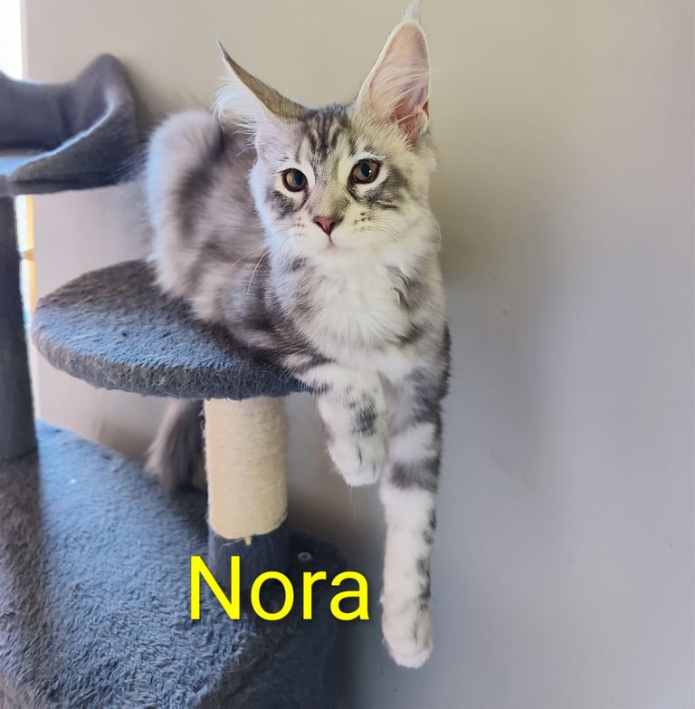 Maine coon kittens, last 3 females