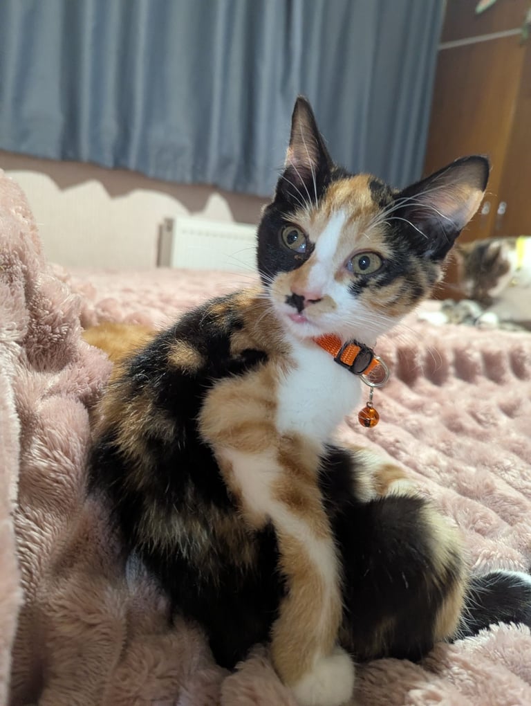 Beautiful kitten for sale *Reduced Price*