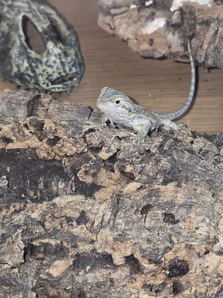 Baby bearded dragon with tint red 2 for £90