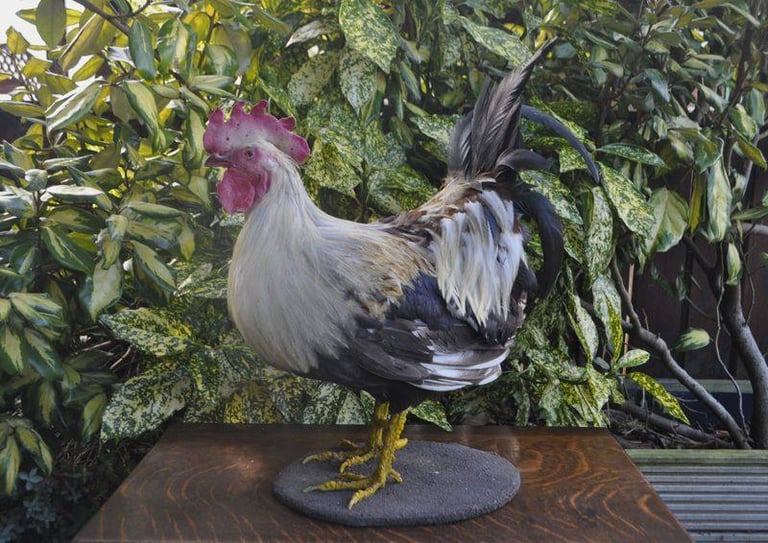 image for Cockeral taxidermy