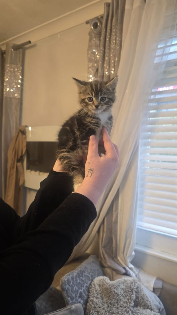 Beautiful Persian mix fur babies 