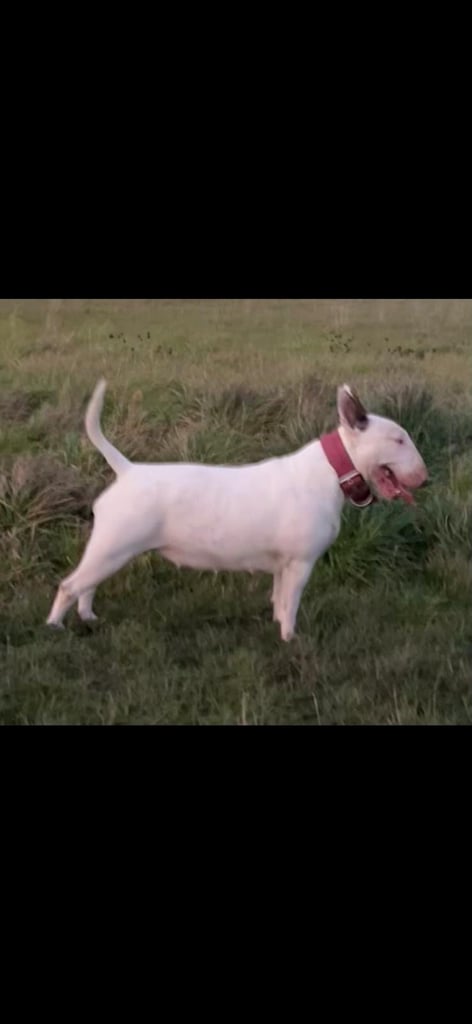 🏴󠁧󠁢󠁥󠁮󠁧󠁿 English Bull Terrier Puppies 🏴󠁧󠁢󠁥󠁮󠁧󠁿 