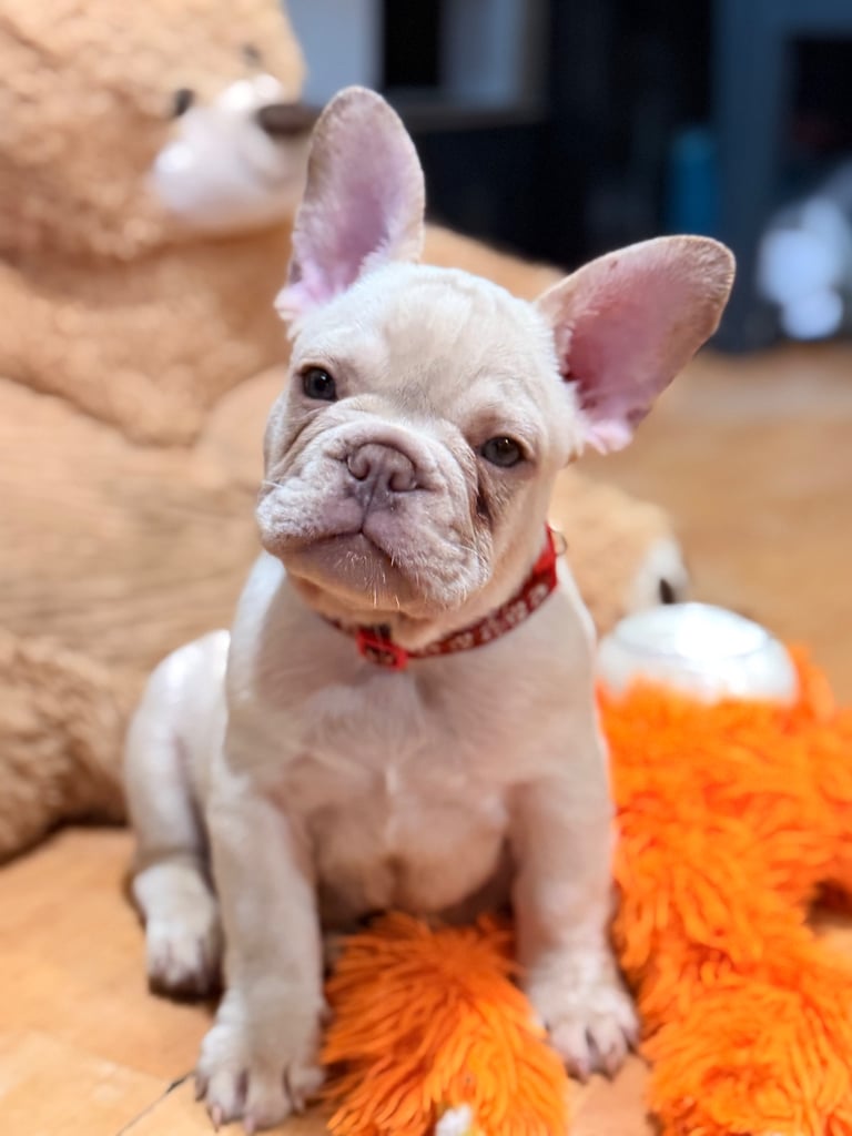 Beautiful White Frenchies READY NOW
