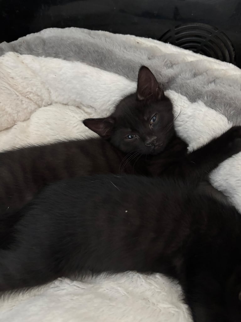 ready now for a loving home 